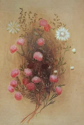 Melaleuca eller flannelblomst, 1800-tallet